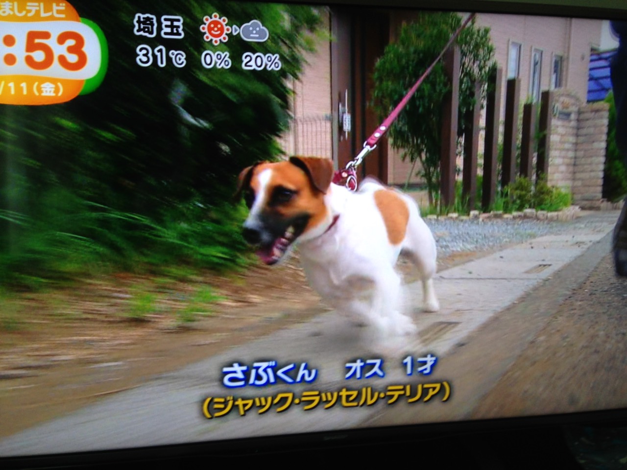 看板犬サブ