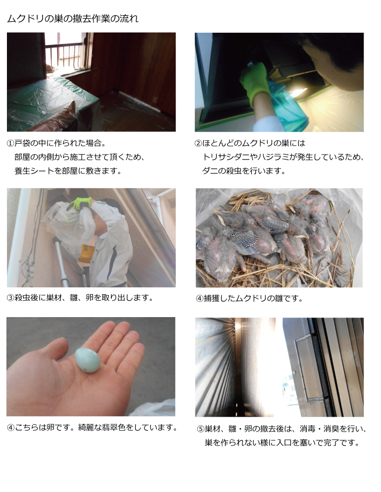 ムクドリ駆除